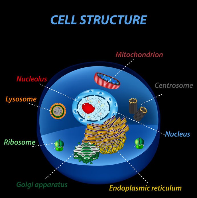 Formation en sciences humaines : Les dysfonctions mitochondriales et leurs conséquences sur la santé