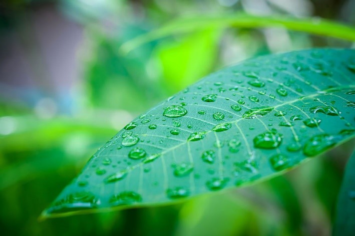 L’utilisation des plantes adaptogènes (ginseng, éleuthérocoque, ashwagandha) en naturopathie pour augmenter l’énergie vitale
